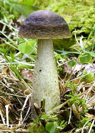 Leccinum pseudoscabrum